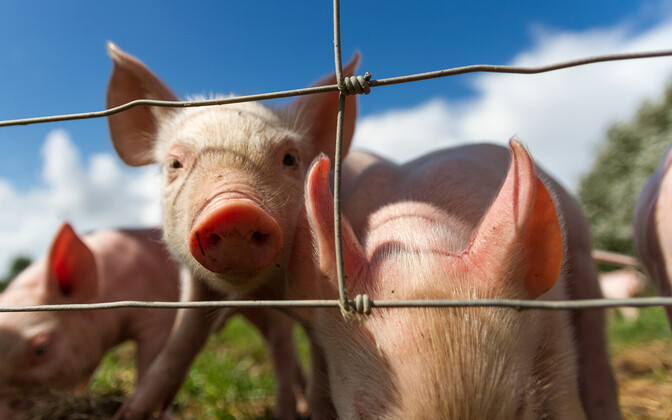 Pig-farming facing economic crisis