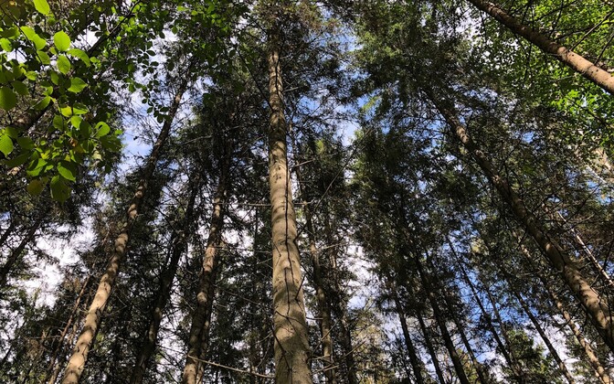 Neither protectors nor industry happy with new forestry development plan