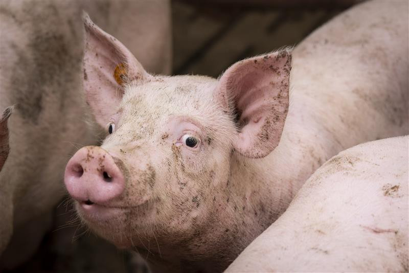 ASF Estonia: Multi-million pig industry recovery plan launched